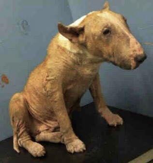 english bull terrier breeders north west